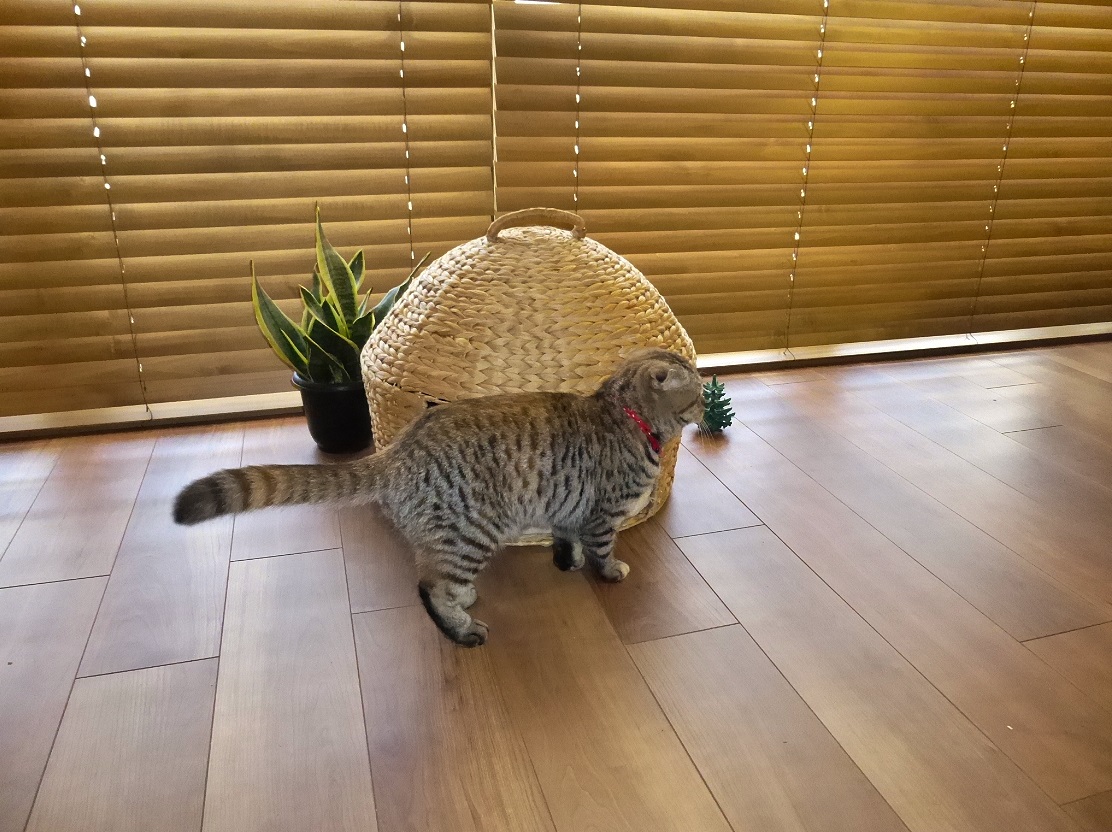 チーク　木製ブラインド