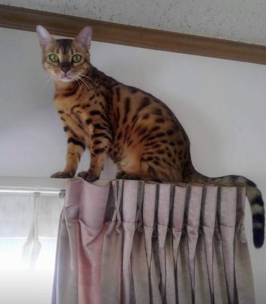 カーテンレール 猫がのぼる